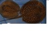 fwstringray1189059003.jpg fwstringray1189059003.jpg