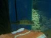 Zoo-Aquarium-Fish 071.jpg