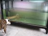 dog check out lung.JPG