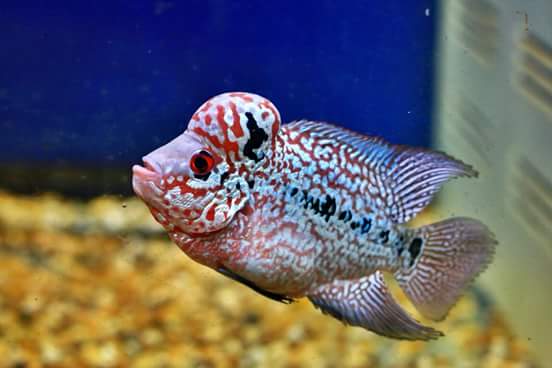 FB_IMG_1511395357147.jpg FB_IMG_1511395357147.jpg