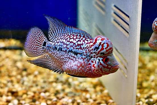 FB_IMG_1511368099341.jpg FB_IMG_1511368099341.jpg