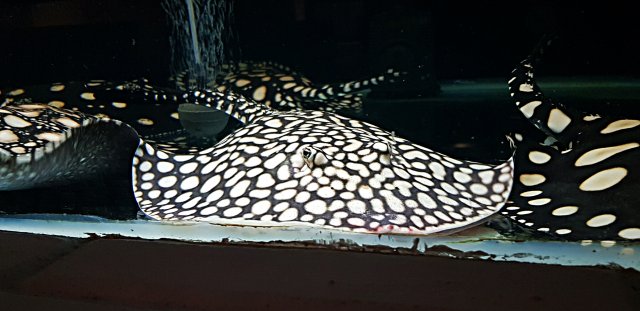 aviary-image-1517327856518.jpeg aviary-image-1517327856518.jpeg