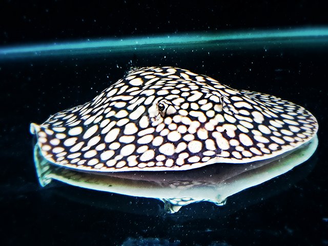 IMG_20171215_153052_553.jpg IMG_20171215_153052_553.jpg