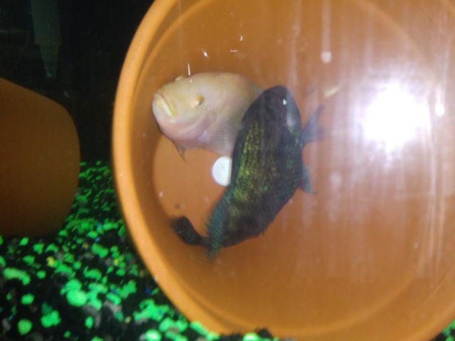 20180201_172033.jpg 20180201_172033.jpg