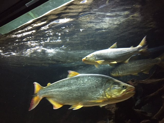 image1.JPG
