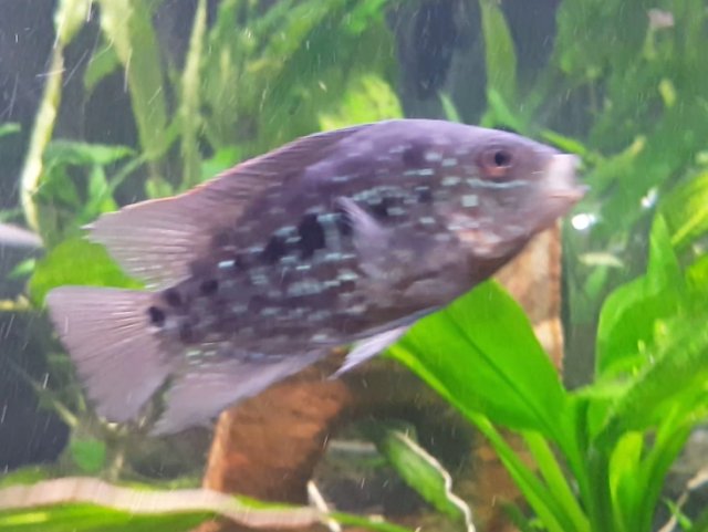 Screenshot_20180201-225430.jpg