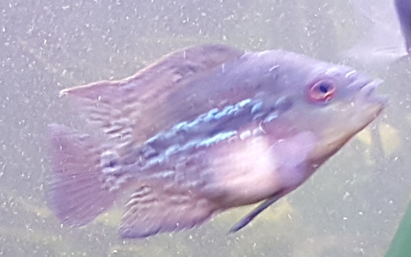 Screenshot_20180202-001658.jpg