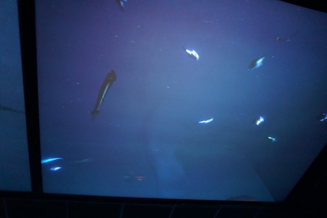 DSC07285.jpg