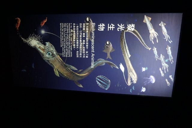 DSC07287.jpg