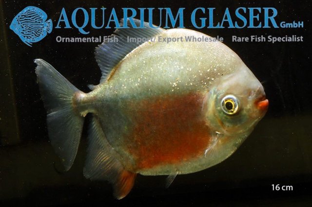 Myloplus cf. lobatus (Sp. Green)