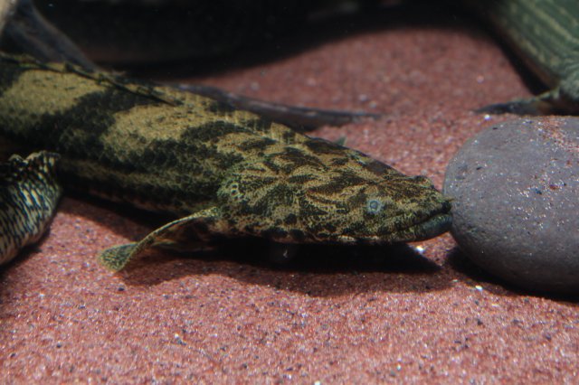 IMG_8480.JPG IMG_8480.JPG