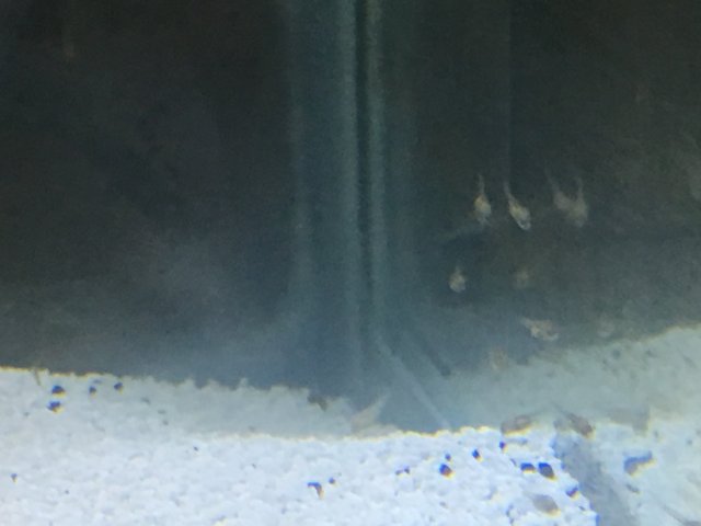 042BB813-A325-4426-9FEB-238FBEA75BD4.jpeg
