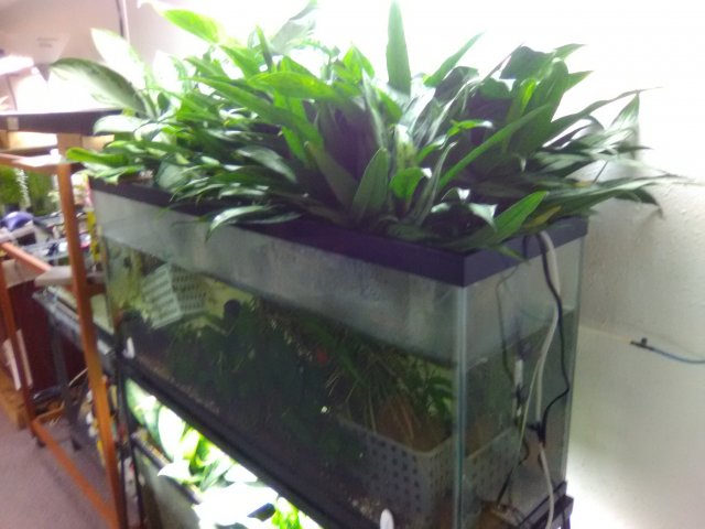 fish tank with plants on top