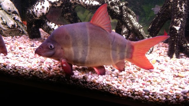 17.11.11 Chromobotia macracanthus 6' aquarium Steve Joul (7).jpg