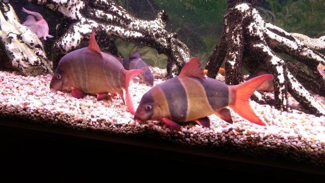 17.11.11 Chromobotia macracanthus 6' aquarium Steve Joul (8).jpg