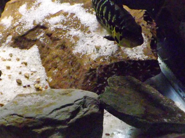 DSCF5605.JPG