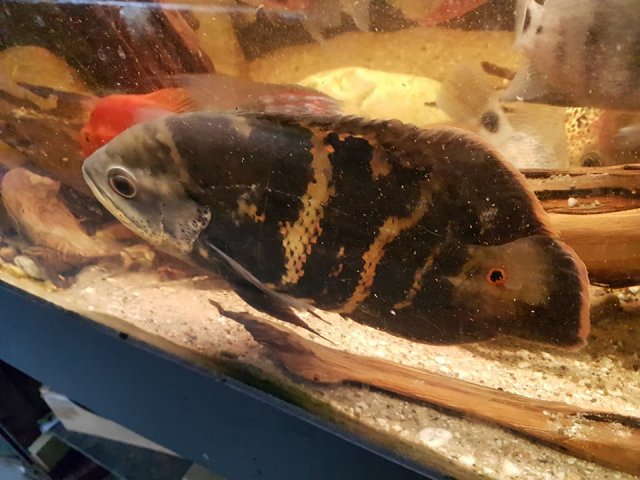 Astronotus Crassipinnis_2.jpg