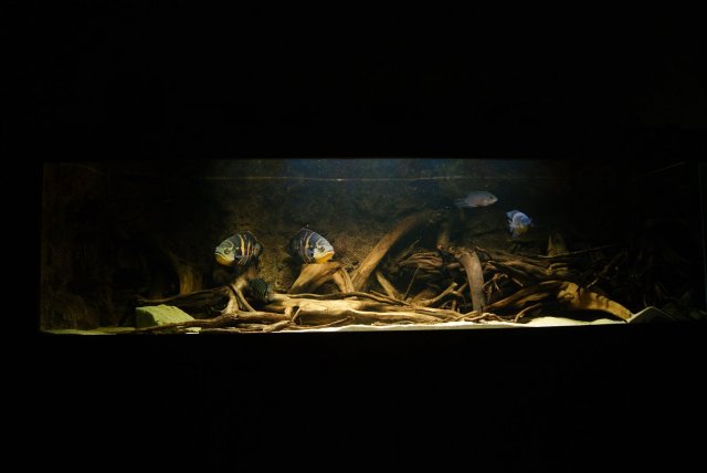 Astronotus Crassipinnis_3.jpg