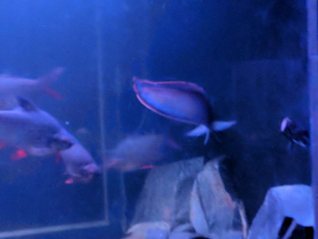 IMG_20180217_214845.jpg