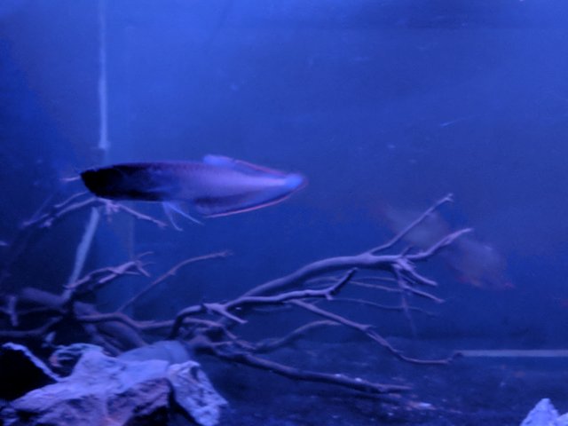 IMG_20180217_214726.jpg