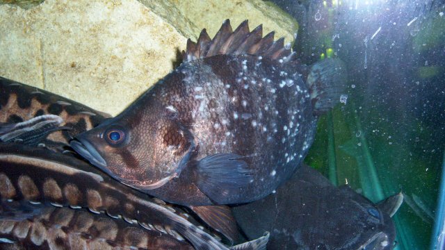 100_8034.JPG