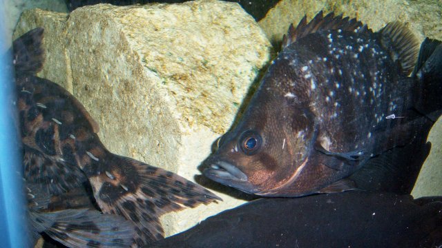 100_8037.JPG