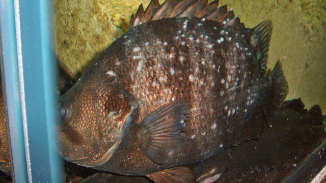 100_8039.JPG