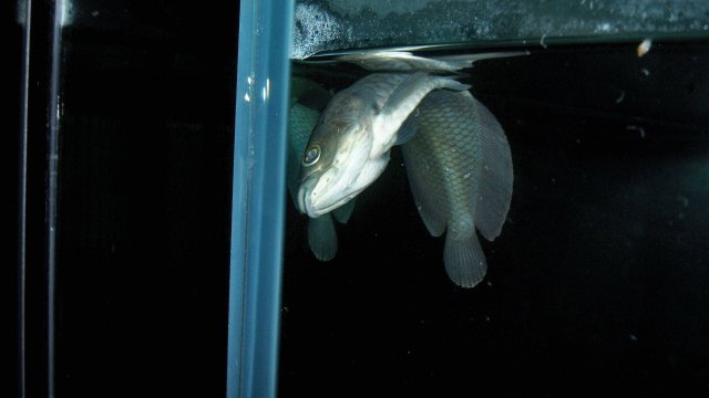 Arowana, African aro dead 1.JPG