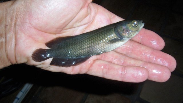 Arowana, African aro dead 2.JPG