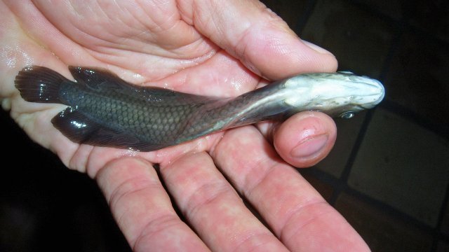 Arowana, African aro dead 3.JPG