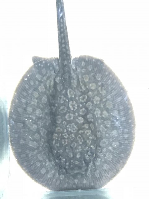 ray3.jpg