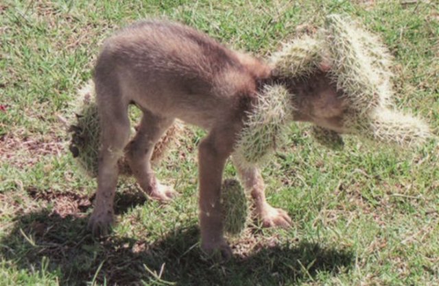 coyote-rescued-after-being-covered-with-cholla-cactus-1.jpg