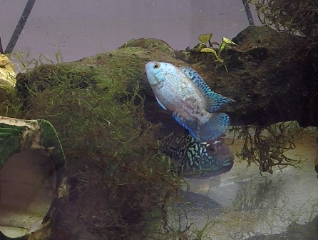 Screen Shot 2018-02-22 at 6.45.51 PM.png