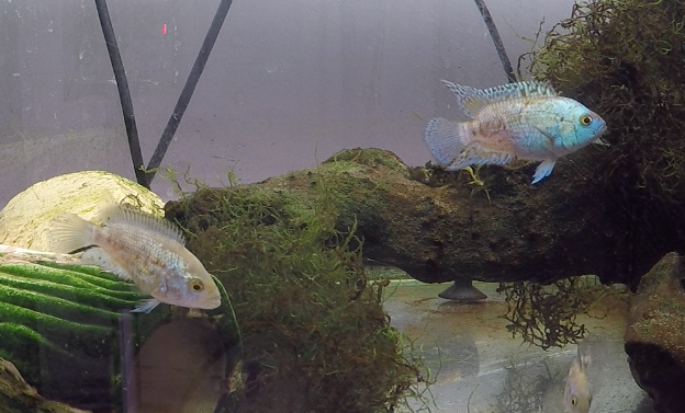 Screen Shot 2018-02-22 at 6.44.50 PM.png