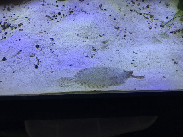 Hog w: worm.jpg Hog w: worm.jpg