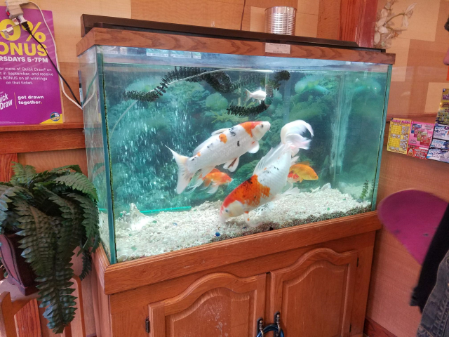 poorfish.png