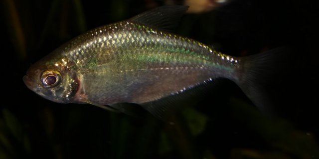 20180224_203828 (1).jpg 20180224_203828 (1).jpg