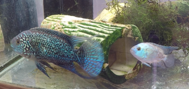 Happy Couple 1 2018-02-27 at 11.10.43 PM.png