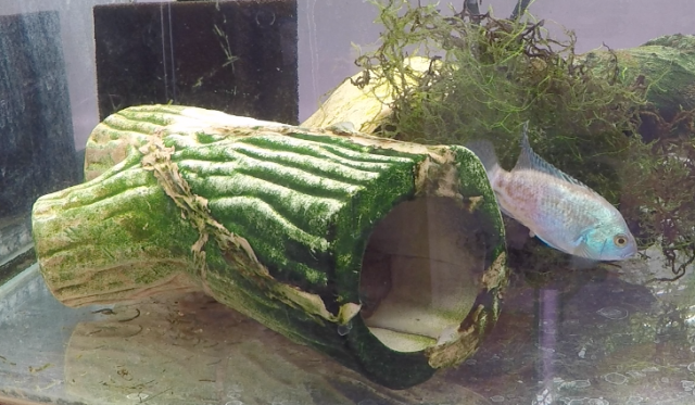 Ovipositor 2 2018-02-27 at 11.16.00 PM.png