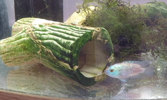 Ovipositor 3 2018-02-27 at 11.19.24 PM.png