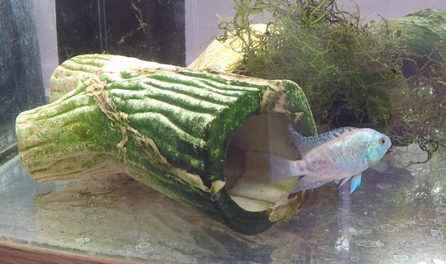 Ovipositor 2018-02-27 at 11.00.23 PM.png