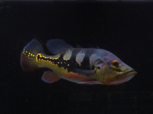 rainbow1.jpg
