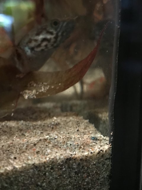 030D5A9B-CD35-4E71-8026-E66F95DE08D9.jpeg 030D5A9B-CD35-4E71-8026-E66F95DE08D9.jpeg