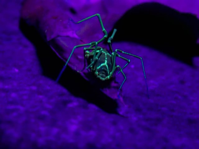 glowing harvestmen pic.jpg