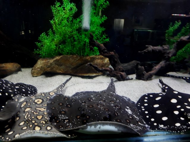 MINE ND CESAR 007.jpg