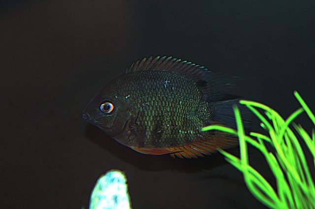 green severum 1.jpg