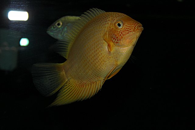 gold severum.jpg