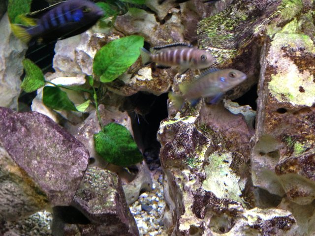 IMG_0009.JPG