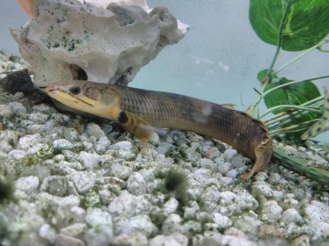 Mokelembembe poly.jpg