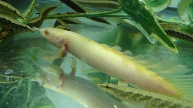 Senegalus albino longfin albino.jpg